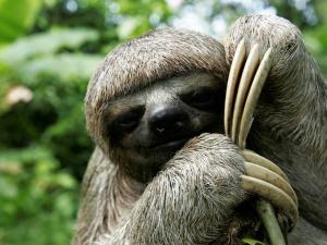 sloth_(c)_Jorge_Salas_International_Expeditions